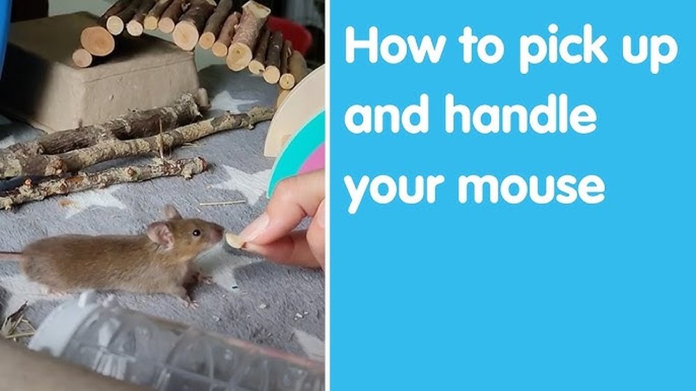 How To Pick Up A Mouse: Easy Steps for Safe Handling
